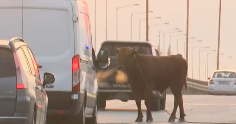 Αγελάδα στην Εθνική Οδό Θεσσαλονίκης προκάλεσε χάος